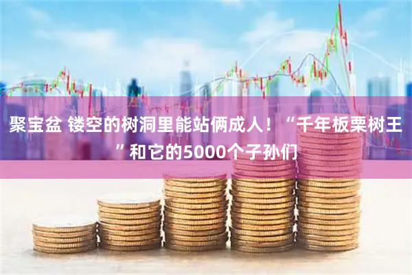 聚宝盆 镂空的树洞里能站俩成人！“千年板栗树王”和它的5000个子孙们